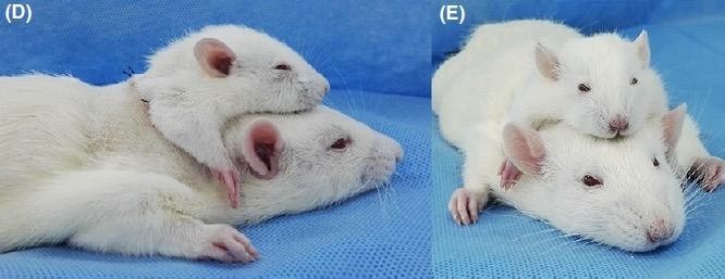 Các nhà khoa học ghép đầu cho hai con chuột thành công, mở ra hi vọng ghép đầu cho người ảnh 2