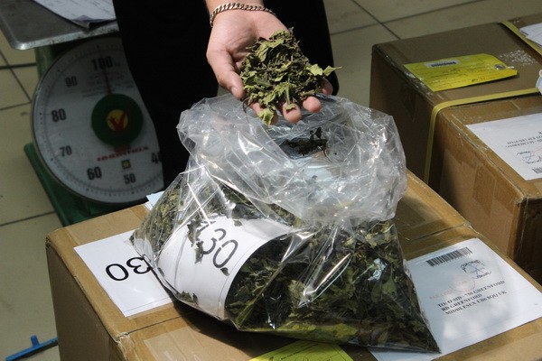 Cận cảnh 2,5 tấn lá thảo mộc chứa chất ma túy chuyển qua đường bưu chính quốc tế ảnh 5