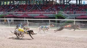 Bàn về cá cược thể thao: đua ngựa, đua chó và bóng đá quốc tế ảnh 4