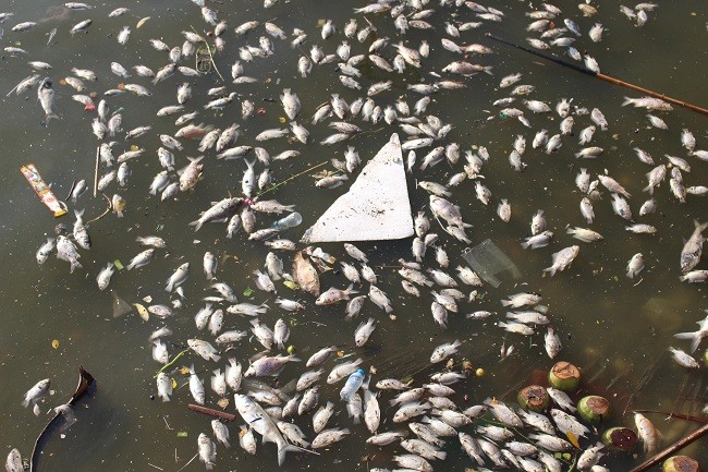 Mấy ngày nay, công nhân môi trường được huy động đến vớt số cá chết lên. Tuy nhiên, cá chết rải rác khắp mặt Hồ Tây sau đó dạt vào bờ nên vớt không xuể.