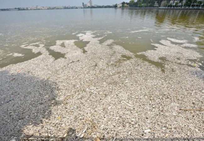 Bí thư Hà Nội: Bộ Công an đã vào cuộc vụ cá chết Hồ Tây ảnh 1