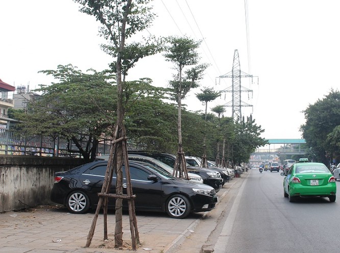 Tuy nhiên điểm đáng chú ý là hàng cây này sẽ lớn lên dưới lưới điện 110KV thuộc quản lý của EVN Hà Nội.