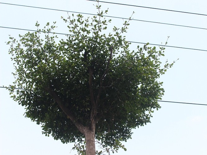 Với chiều cao như vậy lại được trồng dưới lưới điện 110KV, nhiều người lo ngại khi cây phát triển sẽ gây ra những nguy hiểm cho người dân.
