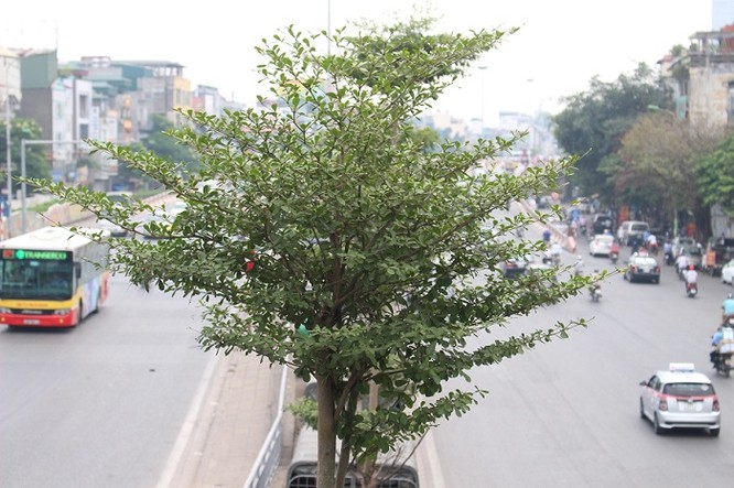 Hàng cây Bàng Đài Loan này do Công ty TNHH MTV công viên cây xanh Hà Nội trồng trên đường Trần Nhật Duật- Trần Quang Khải.