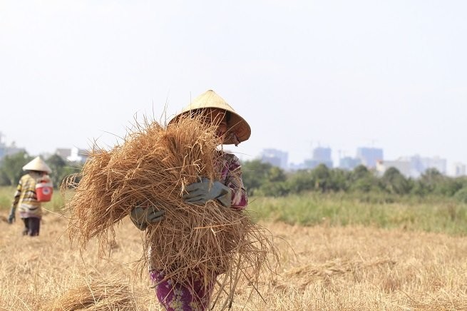 Lên Sài Gòn gặt lúa thuê kiếm tiền ăn tết ảnh 6
