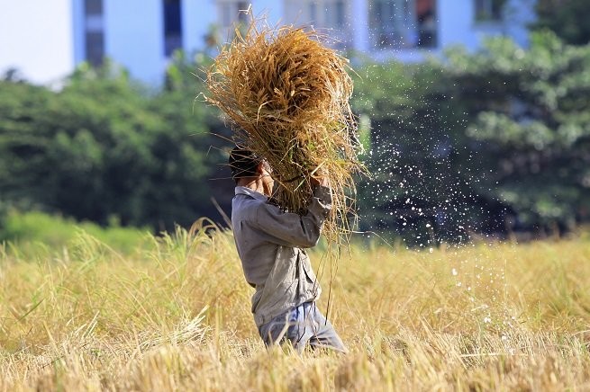 Lên Sài Gòn gặt lúa thuê kiếm tiền ăn tết ảnh 4