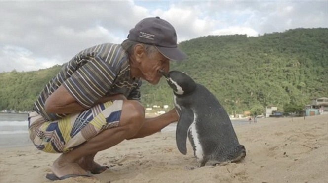 ​Chú chim cánh cụt mỗi năm vượt 8.000km thăm người cứu mạng ảnh 1