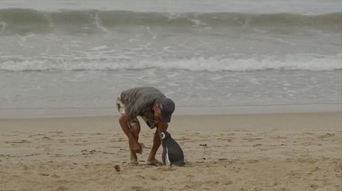 ​Chú chim cánh cụt mỗi năm vượt 8.000km thăm người cứu mạng ảnh 2