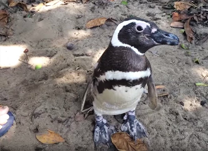 ​Chú chim cánh cụt mỗi năm vượt 8.000km thăm người cứu mạng ảnh 4