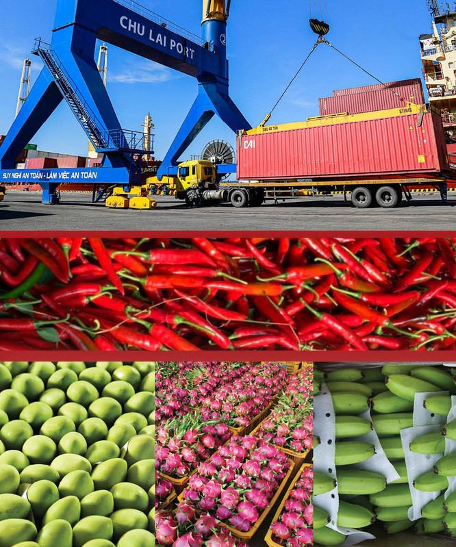 THILOGI hỗ trợ xuất khẩu ớt cho nông dân miền Trung ảnh 1