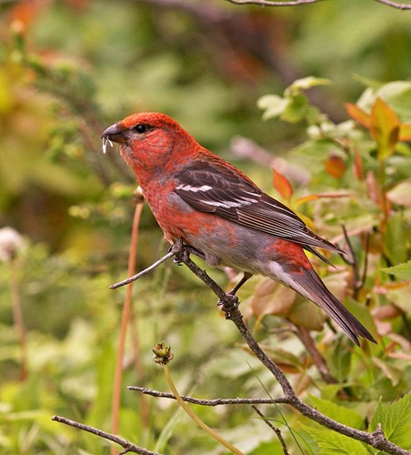 Nhiều loài chim có thể được tìm thấy trong Vườn quốc gia Gros Morne, từ các loài chim nước cùng với các loài chim của các đầm lầy và rừng rậm. Ảnh: birdtherock.