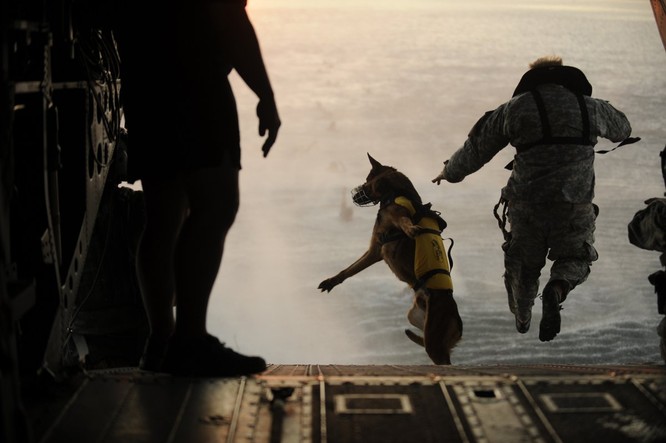Ở một bài tập, một người lính Mỹ trong một nhóm Lực lượng đặc biệt đã nhảy dù từ một chiếc trực thăng cùng chó nghiệp vụ.