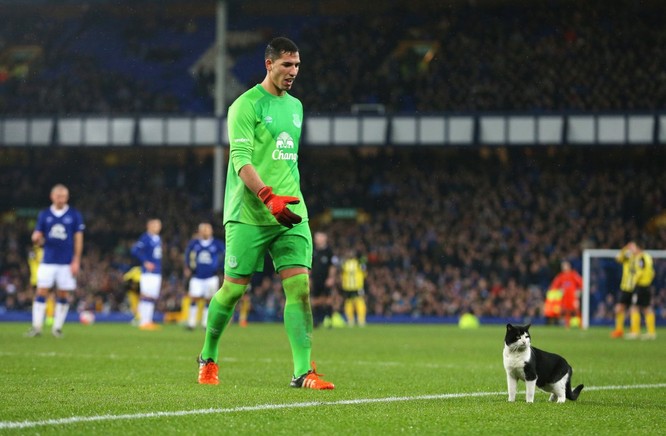Joel Robles của Everton giải cứu cho một con mèo bất ngờ lạc trên sân trong trận đấu giữa Everton và Dagenham & Redbridge thuộc Emirates Cup.