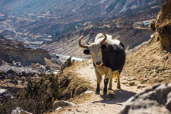 29 bức ảnh của dân phượt khiến bạn muốn đến Nepal tức thì ảnh 29