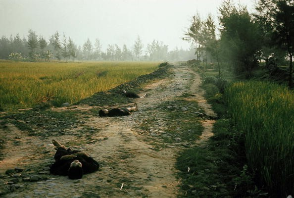Thảm sát Mỹ Lai: Nỗi ám ảnh suốt nửa thế kỷ ảnh 3