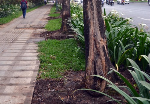 Nghi vấn: Cây xanh ở Sài Gòn bị đầu độc để lấy không gian cho bảng quảng cáo ảnh 1