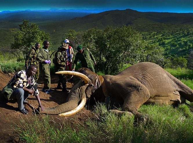 Kenya: Thiêu huỷ 100 tấn ngà voi ảnh 2