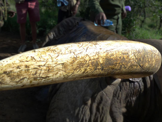 Kenya: Thiêu huỷ 100 tấn ngà voi ảnh 3
