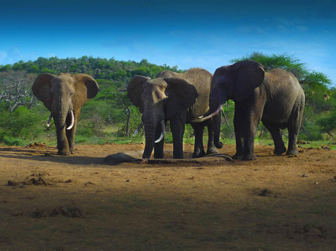 Kenya: Thiêu huỷ 100 tấn ngà voi ảnh 9