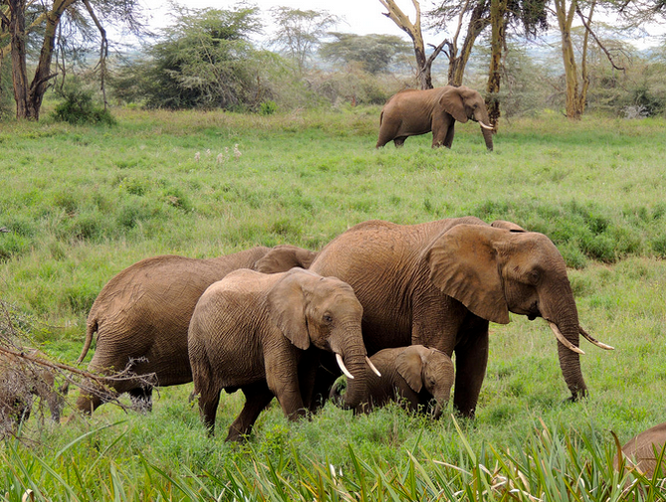 Kenya: Thiêu huỷ 100 tấn ngà voi ảnh 11