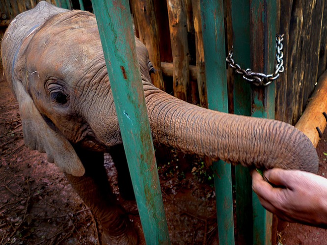 Kenya: Thiêu huỷ 100 tấn ngà voi ảnh 22