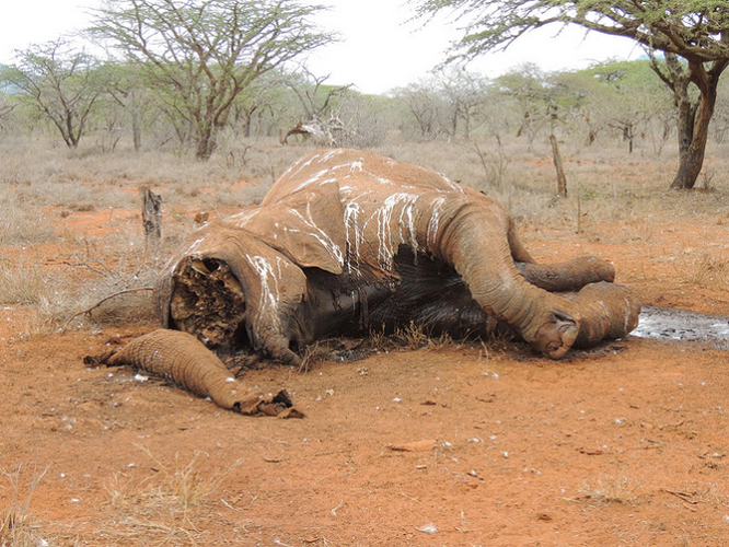 Kenya: Thiêu huỷ 100 tấn ngà voi ảnh 23