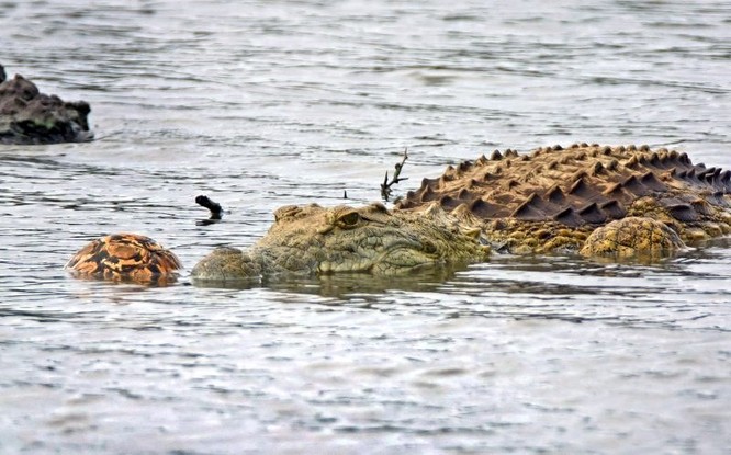 Hài hước cảnh cá sấu nuốt chửng rùa bất thành ảnh 1