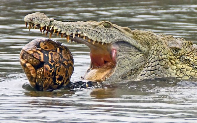 Hài hước cảnh cá sấu nuốt chửng rùa bất thành ảnh 2