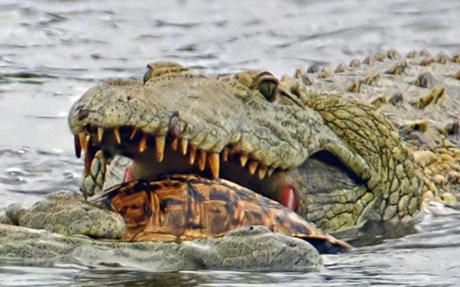 Hài hước cảnh cá sấu nuốt chửng rùa bất thành ảnh 3
