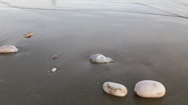 Nhiều "vật thể lạ" bốc mùi hôi thối dạt vào bãi biển Trà Cổ ảnh 1
