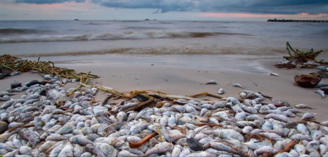 Video: Nhìn lại 84 ngày truy tìm nguyên nhân thảm họa cá chết ảnh 1
