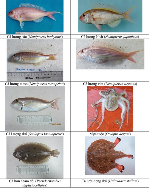 Điểm danh 154 loại hải sản miền Trung chưa được ăn ảnh 4