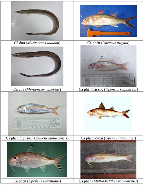 Điểm danh 154 loại hải sản miền Trung chưa được ăn ảnh 18
