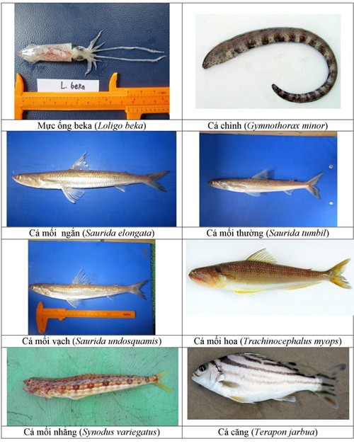 Điểm danh 154 loại hải sản miền Trung chưa được ăn ảnh 19