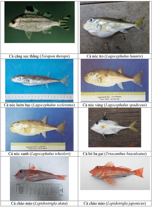 Điểm danh 154 loại hải sản miền Trung chưa được ăn ảnh 12