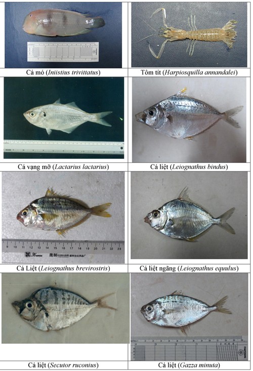 Điểm danh 154 loại hải sản miền Trung chưa được ăn ảnh 13