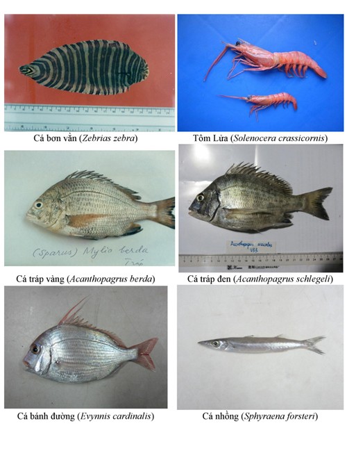 Điểm danh 154 loại hải sản miền Trung chưa được ăn ảnh 2