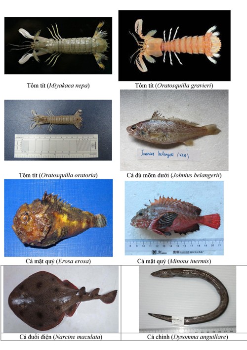 Điểm danh 154 loại hải sản miền Trung chưa được ăn ảnh 9