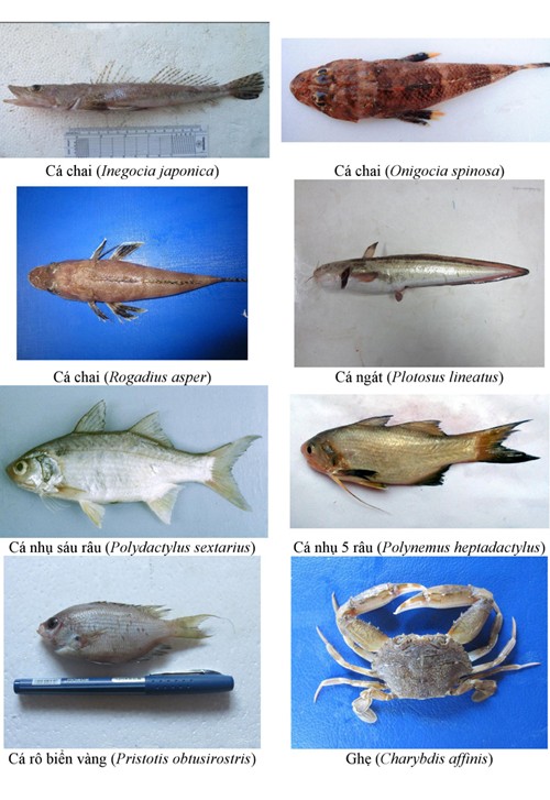 Điểm danh 154 loại hải sản miền Trung chưa được ăn ảnh 16