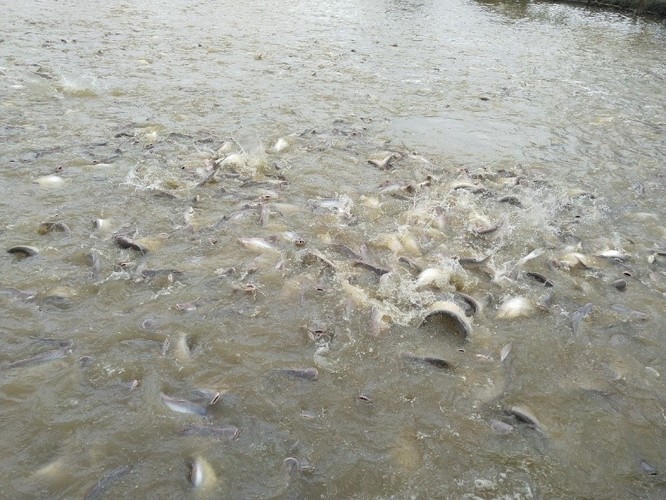 Ao nuôi cá tra và cá basa ở Châu Phú, An Giang. Ảnh: 