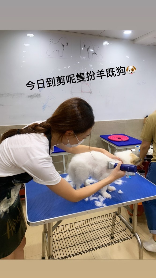 Bức ảnh hoa hậu Hoàng Gia Văn đang làm công việc tỉa lông cho thú cưng. Ảnh: HK01.