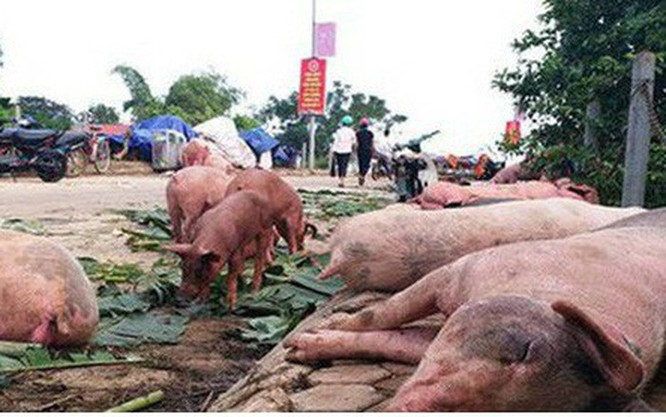 Nhà khoa học ở đâu trong “bão” dịch tả lợn châu Phi? ảnh 1