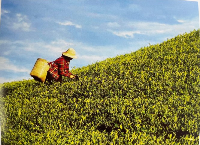 "Văn hóa trà Việt"- hành trình giác ngộ và tìm về bản thể ảnh 1