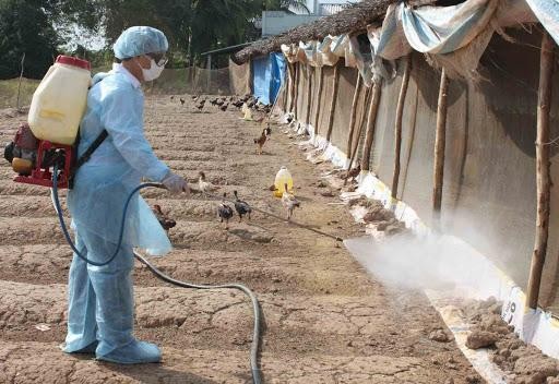 Nóng: WHO, FAO cảnh báo Việt Nam về virus cúm A (H5N8) lần đầu tiên lây từ gia cầm sang người ảnh 2