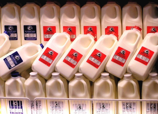 Sữa gián sẽ trở thành siêu thực phẩm của tương lai? ảnh 1
