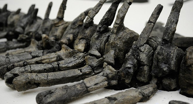 Các nhà khoa học Nga tìm thấy loài khủng long mới ở Kemerovo,Siberia ảnh 1