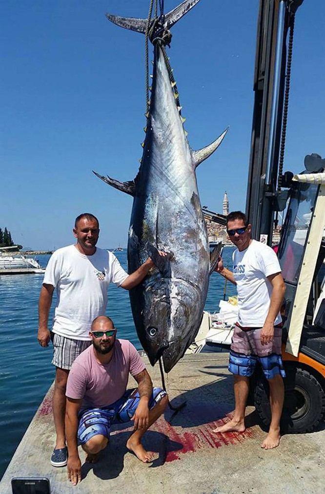 Bắt được con cá ngừ vây xanh to kỷ lục ở vùng biển Adriatic ảnh 1