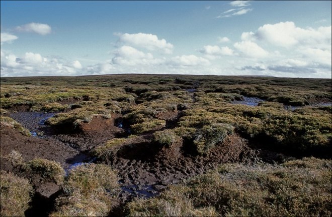 Đầm lầy than bùn là “kẻ phá hoại” hay cứu nguy thế giới khỏi sự nóng lên của khí hậu? ảnh 1