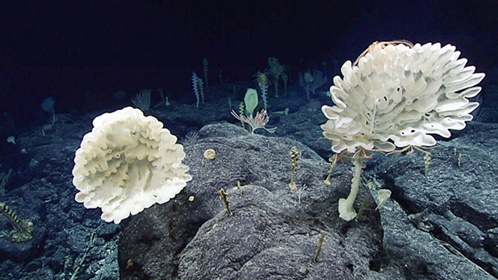Phát hiện loài bọt biển thủy tinh mới, có hình dáng ma quái ảnh 1