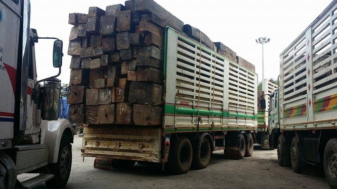 Hàng trăm xe gỗ ùn ứ ở Cửa khẩu Quốc tế Lao Bảo ảnh 12
